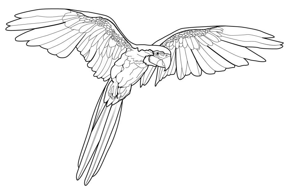 Macaw Flying Coloring Page