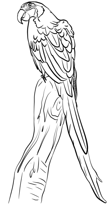Macaw On Branch Coloring Page