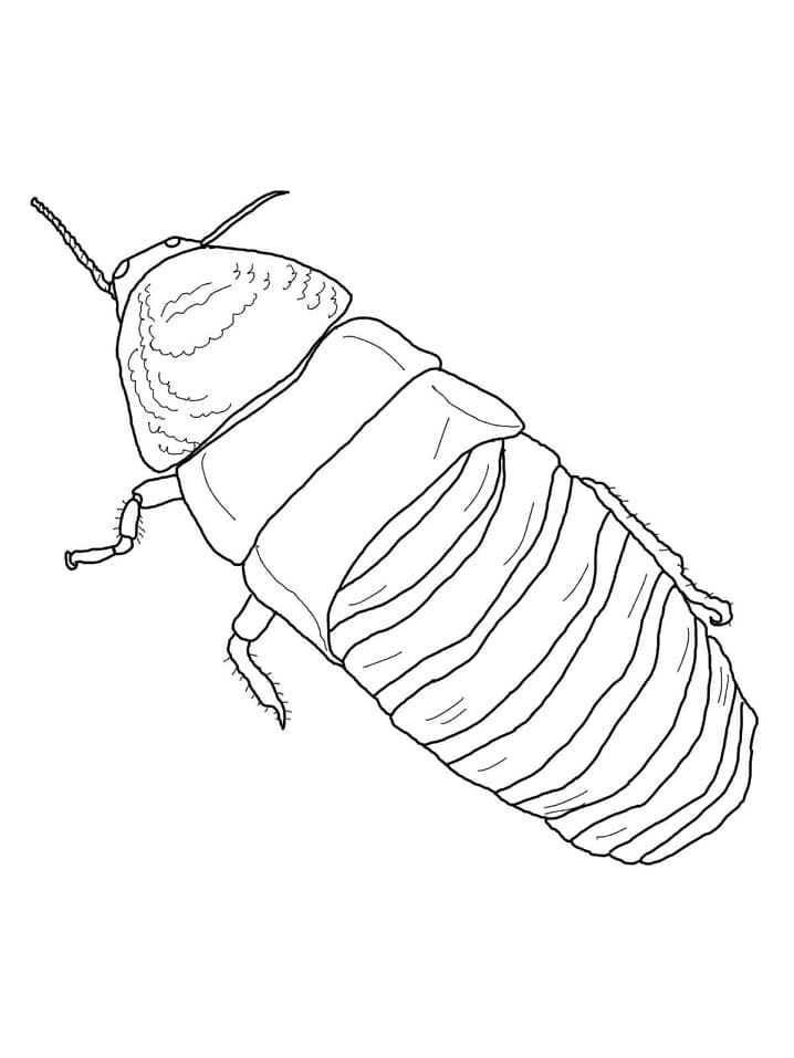 Madagascar Hissing Cockroach Coloring Page