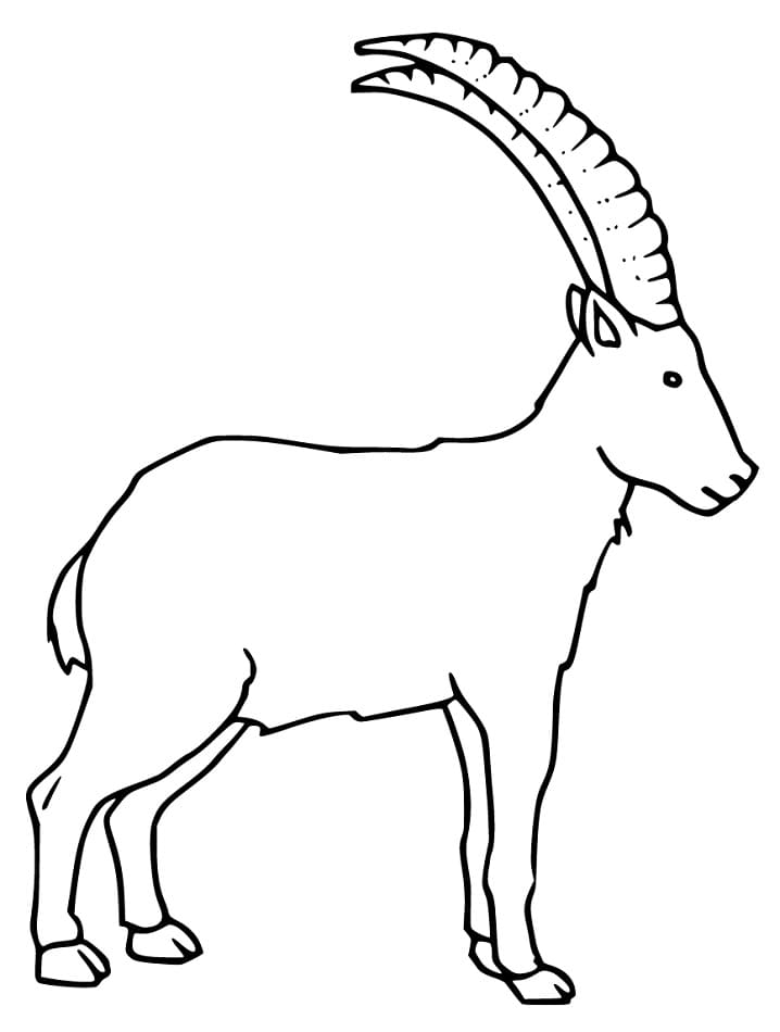 Male Ibex Coloring Page