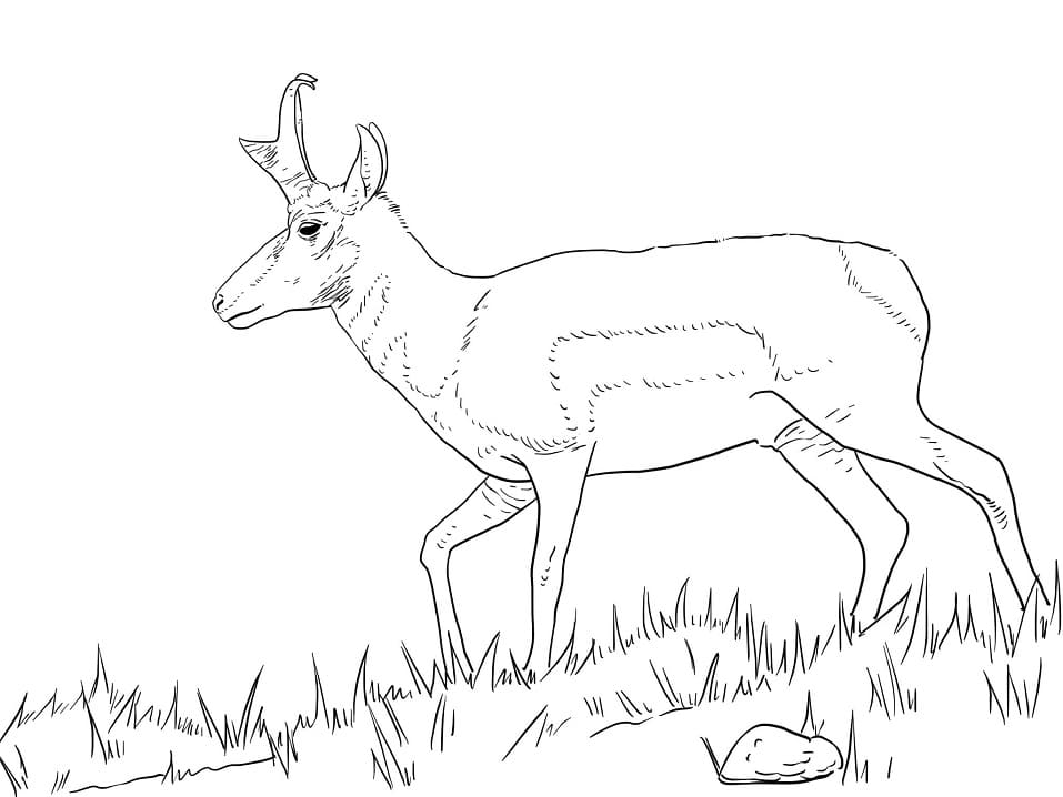 Male Pronghorn Coloring Page