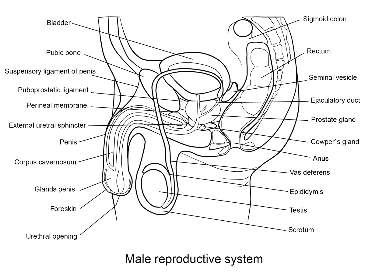 Male Reproductive System Coloring Page