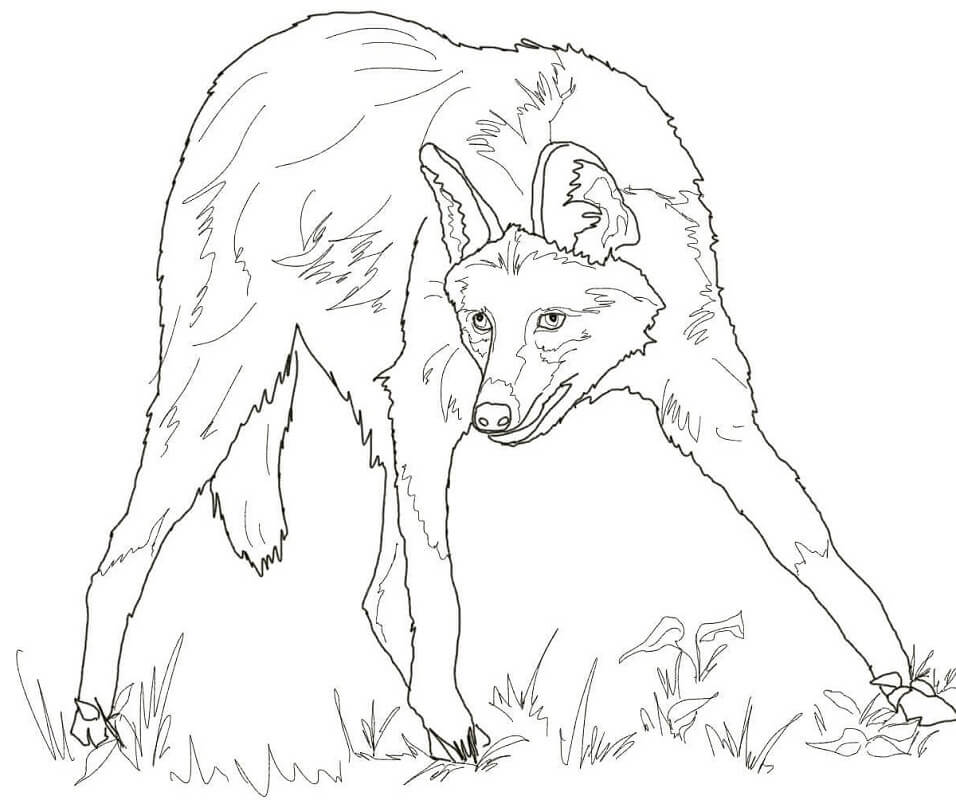 Maned Wolf Coloring Page