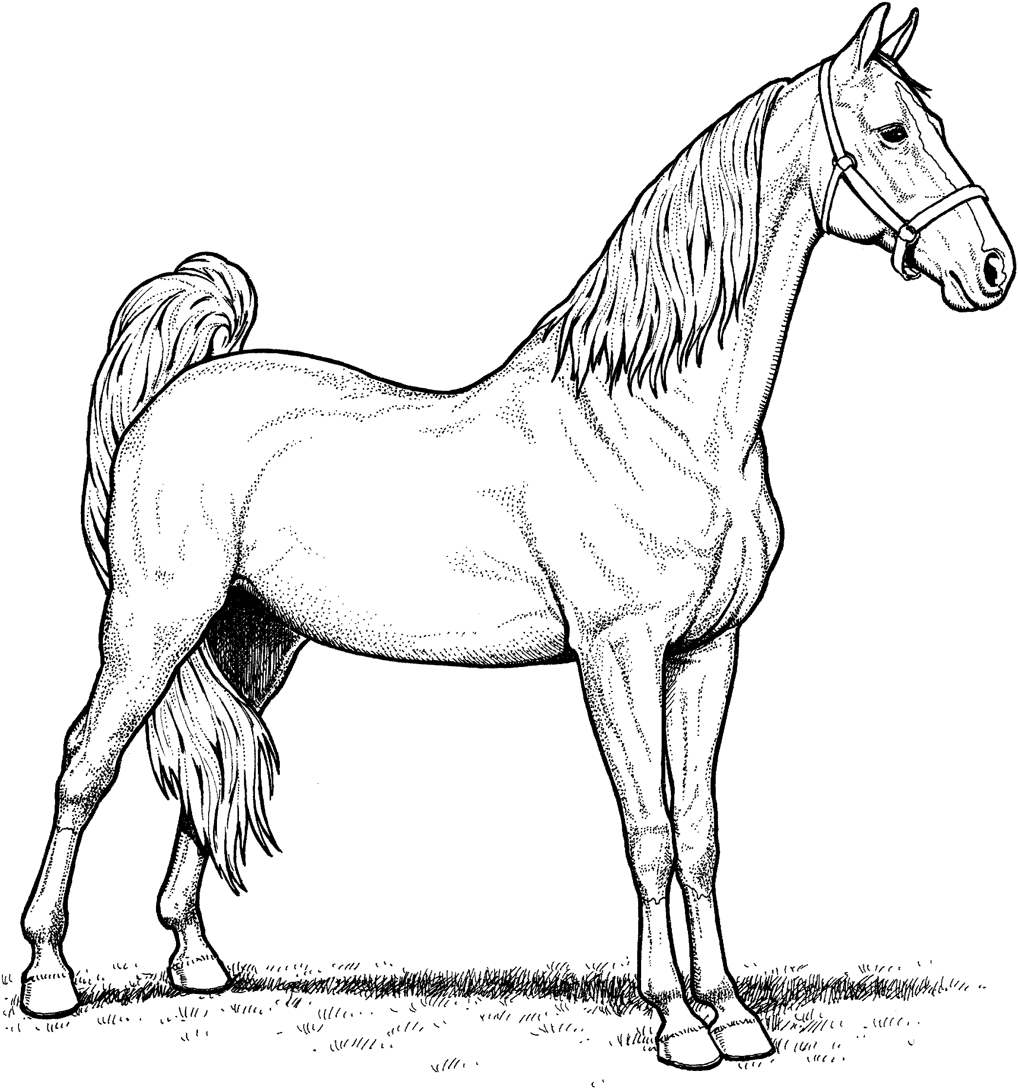 Mare Horse Coloring Page