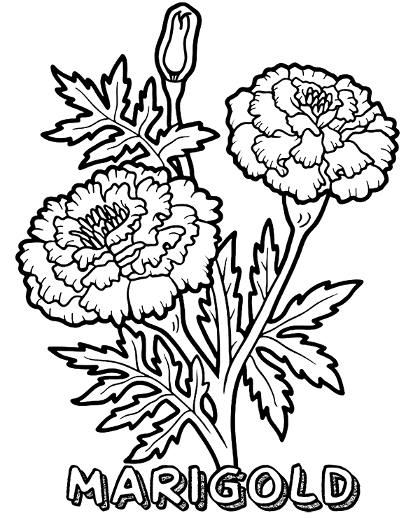 Marigold Flower Coloring Page