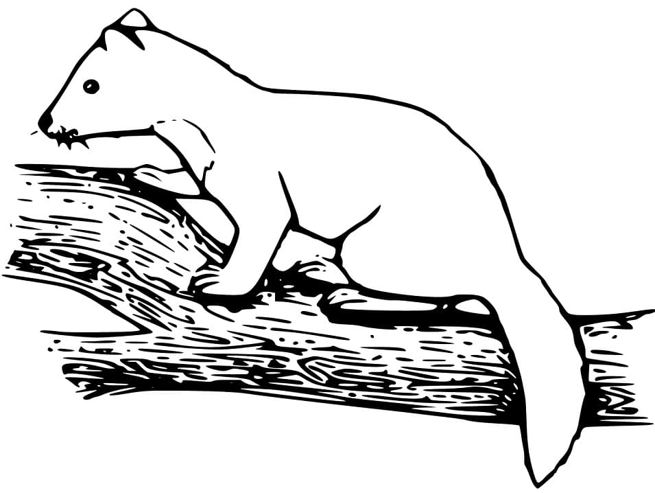 Marten on a Branch Coloring Page