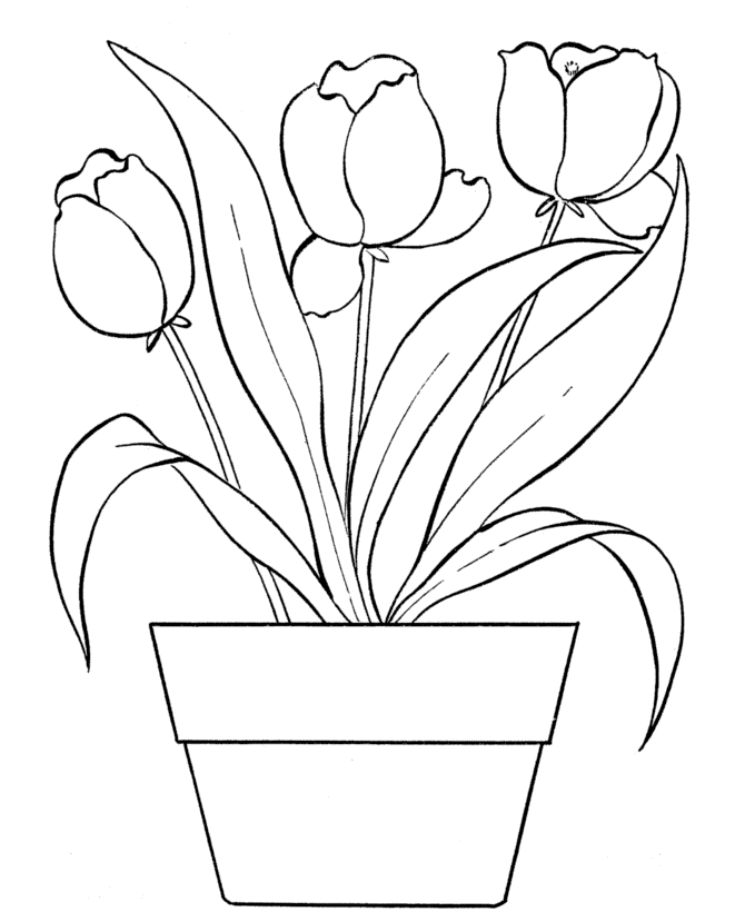 May Tulipss