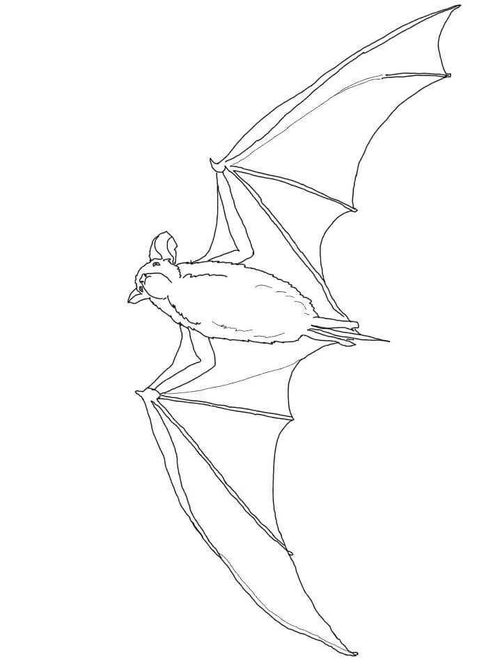 Mexican Free Tailed Bat Coloring Page