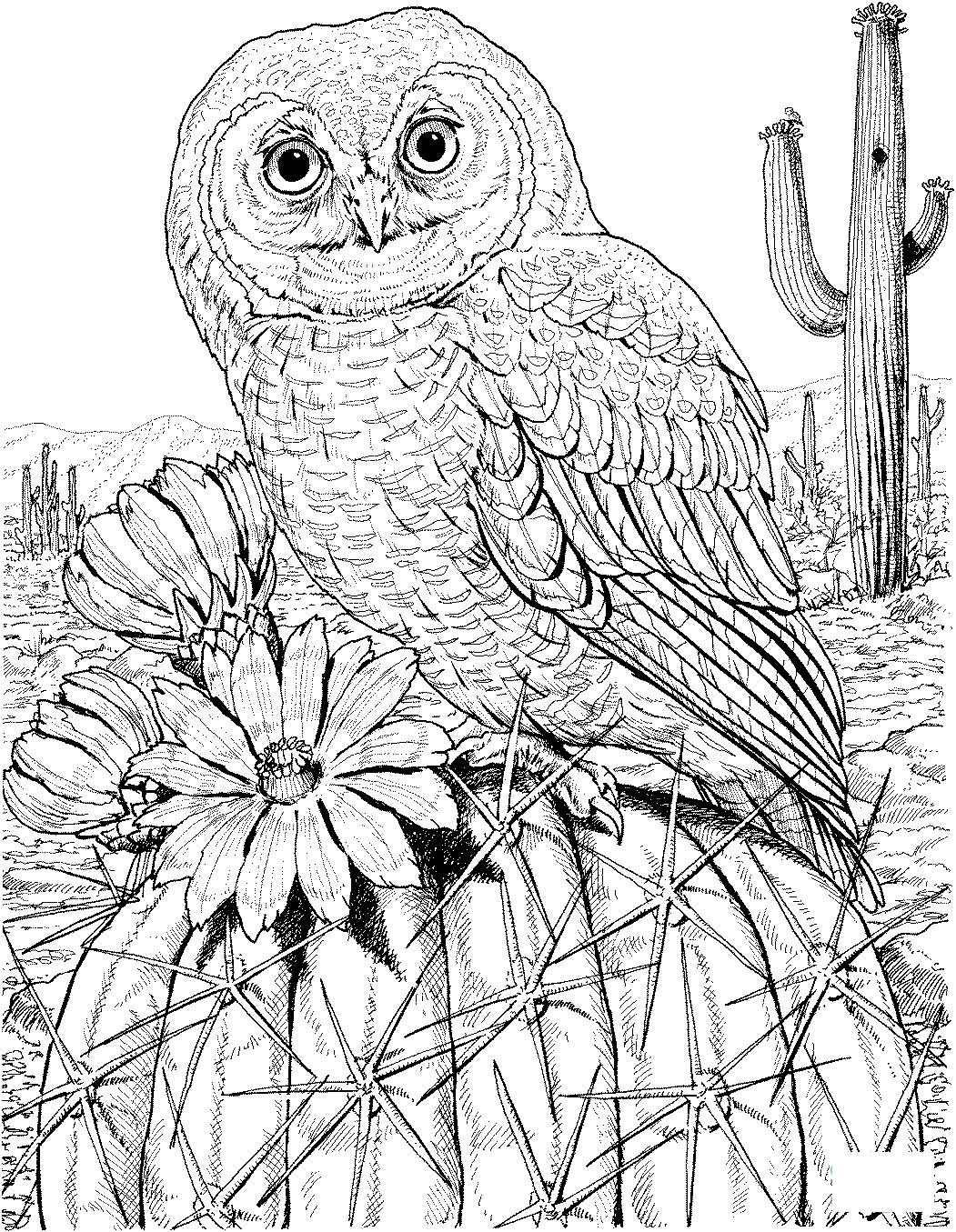 Mexican Spotted Owl On Cactus Hard Animal Adult Coloring Page