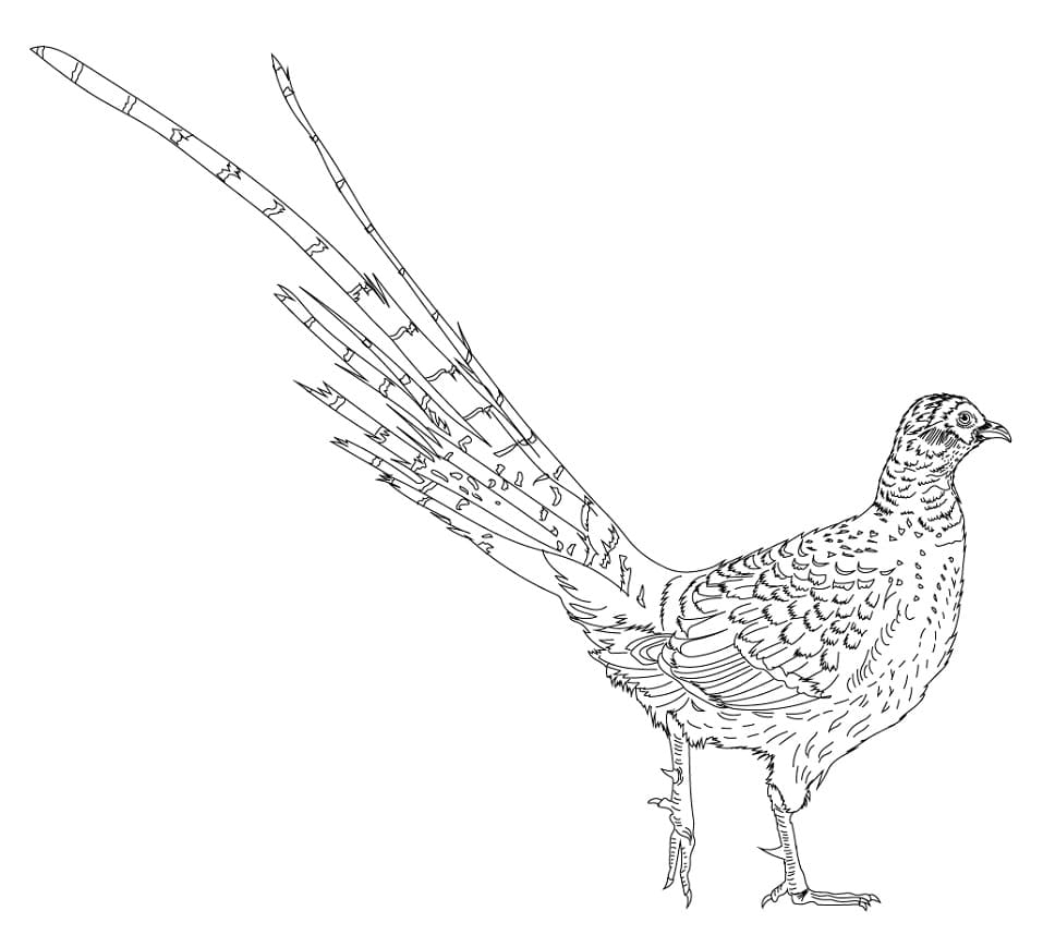 Mikado Pheasant