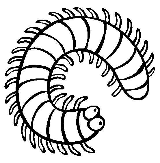 Millipede Insects Coloring Page