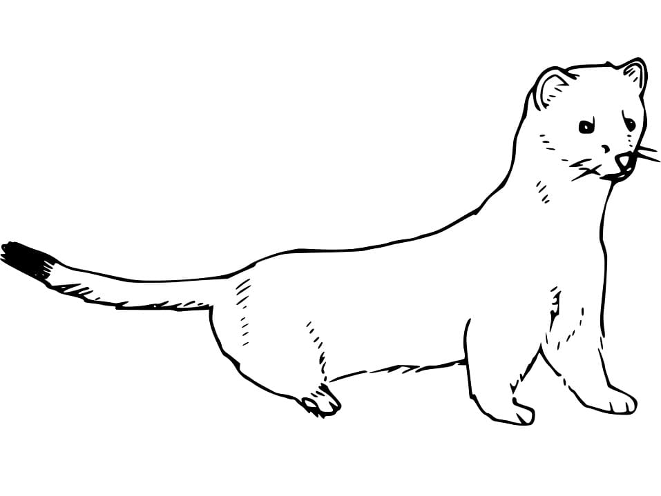 Mink Printable Coloring Page