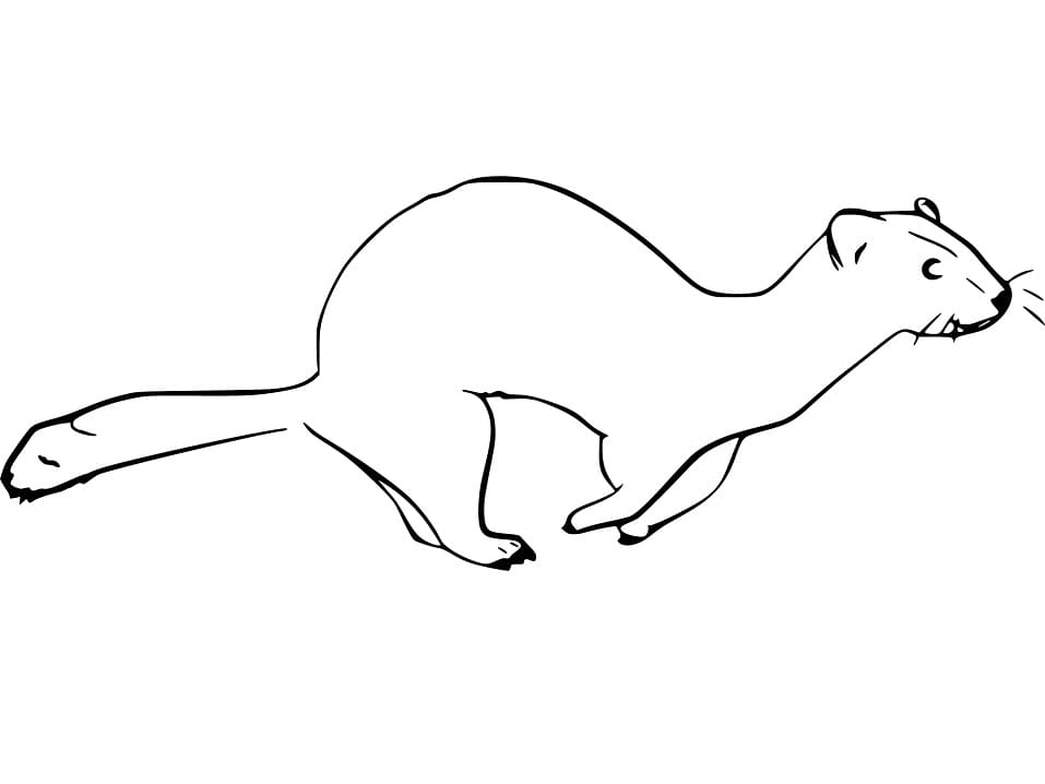 Mink Running Coloring Page