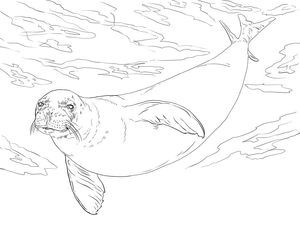 Monk Seal Coloring Page