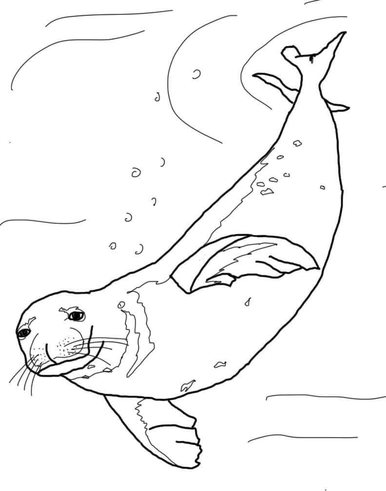Monk Seal Swimming Coloring Page