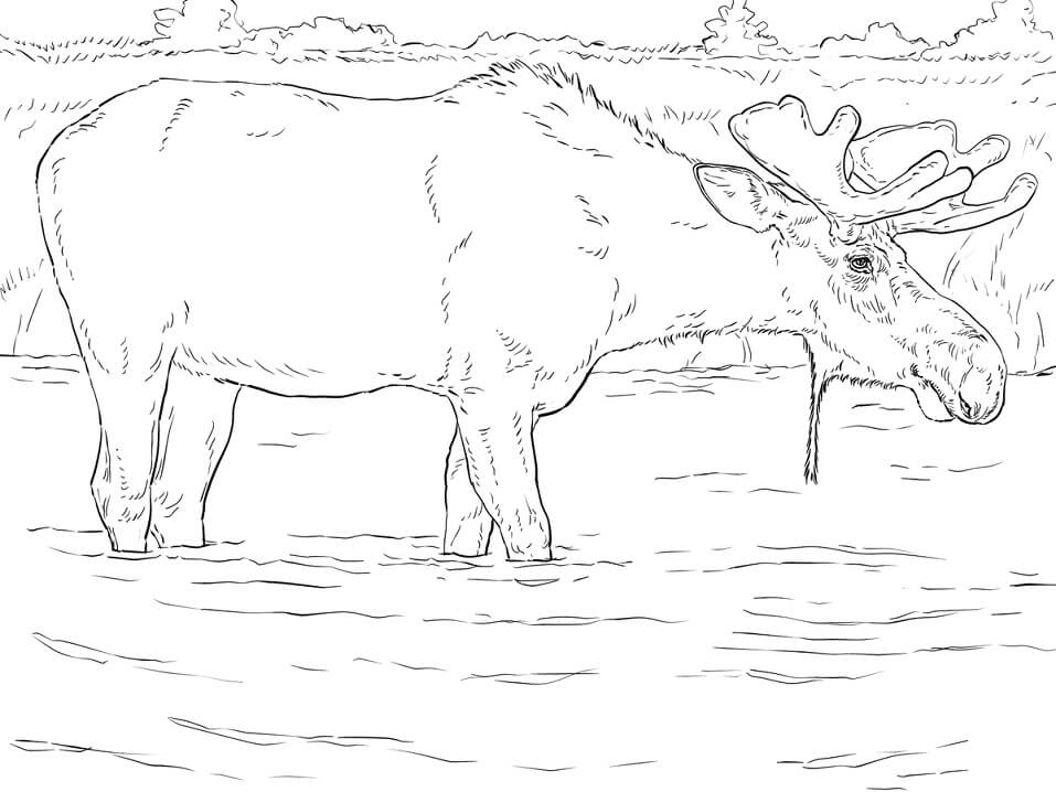 Moose Bull Coloring Page