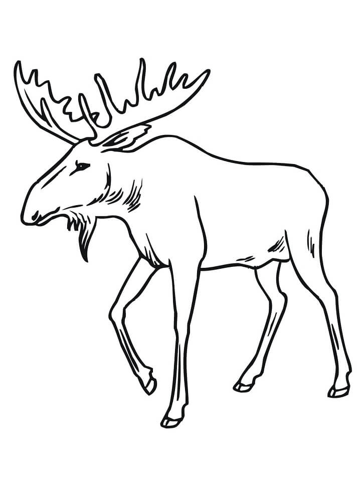 Moose Coloring Page