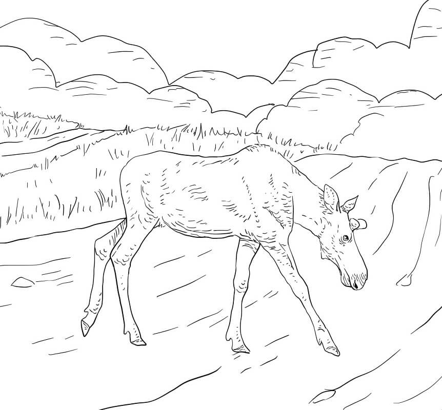 Moose Crossing a Road Coloring Page