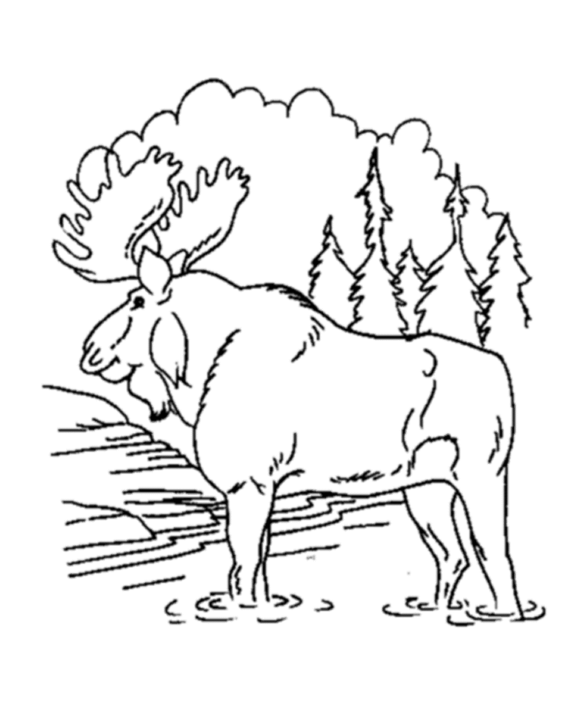 Moose In The Forest Free Animal Se84c Coloring Page