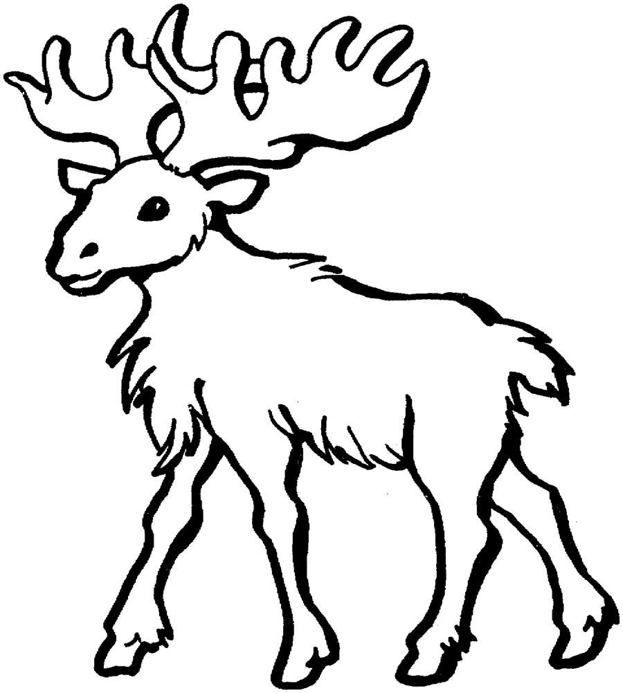 Moose Walking Free Animal S817a Coloring Page