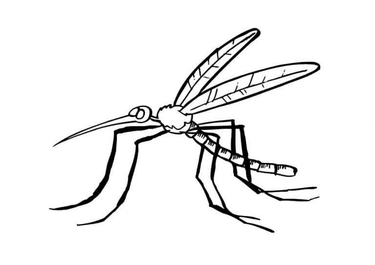 Mosquito 3 Coloring Page