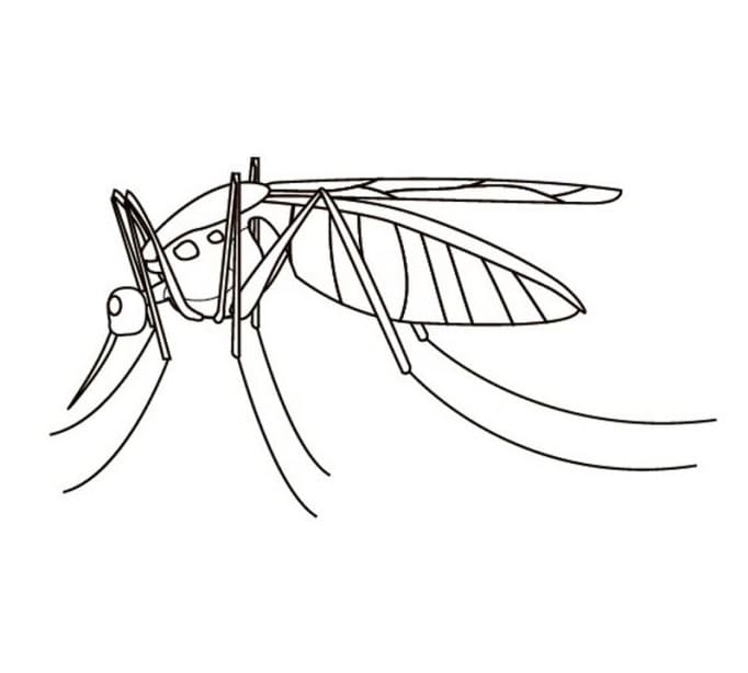 Mosquito 4 Coloring Page