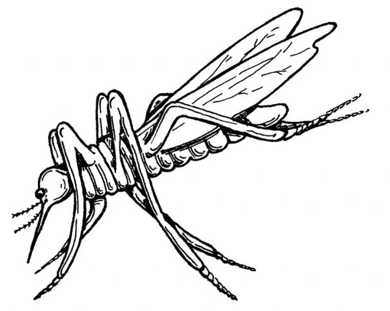 Mosquito Free Coloring Page