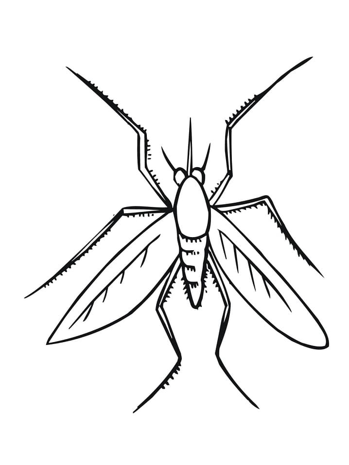 Mosquito Insect Coloring Page