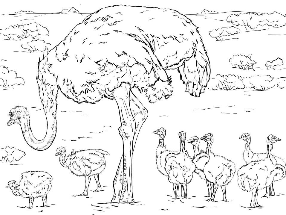 Mother and Babies Ostrich Coloring Page