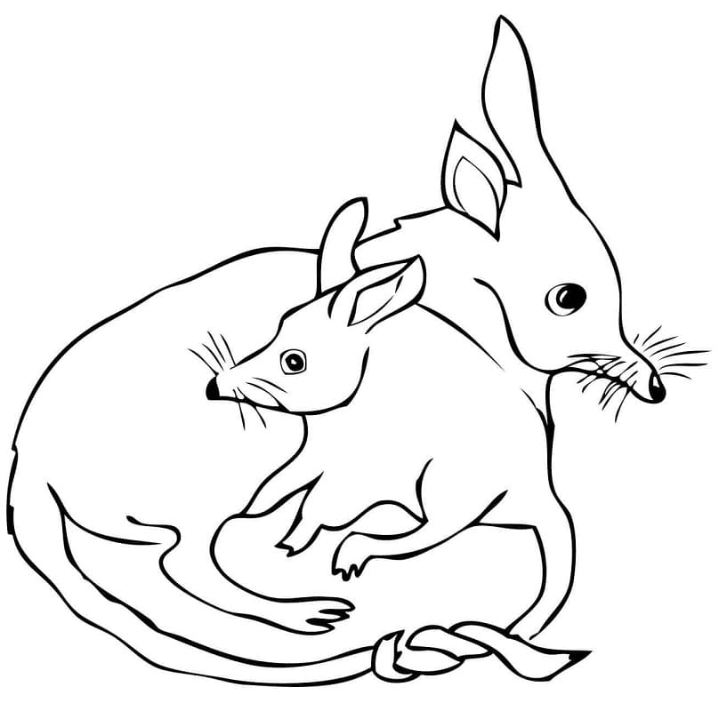 Mother and Baby Bilby