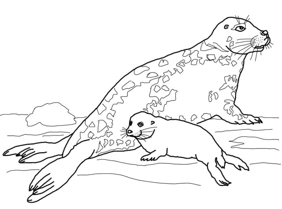 Mother and Baby Gray Seal Coloring Page