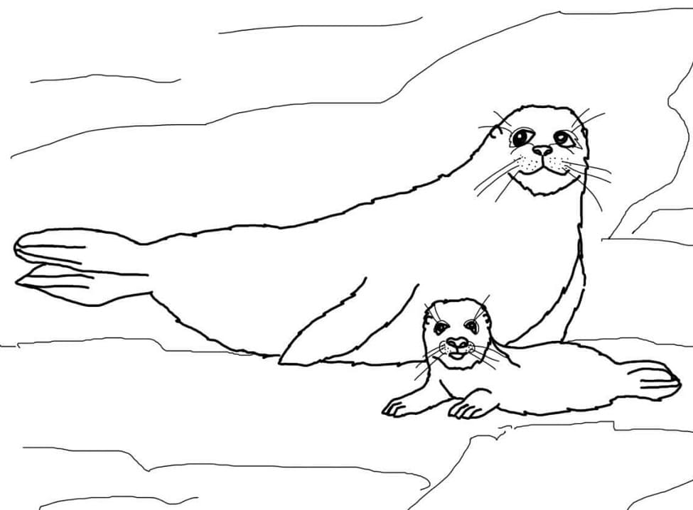 Mother and Baby Harp Seal Coloring Page