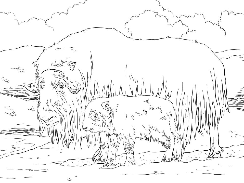 Mother and Baby Musk Ox Coloring Page