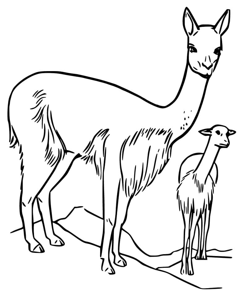 Mother and Baby Vicuna Coloring Page