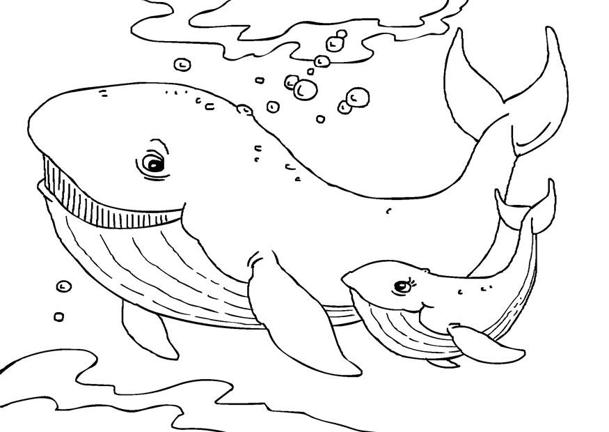 Mother And Baby Whale Coloring Page