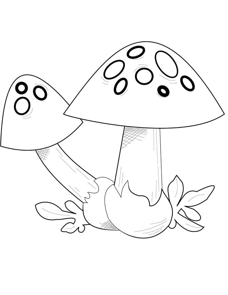 Mushrooms To Enjoy