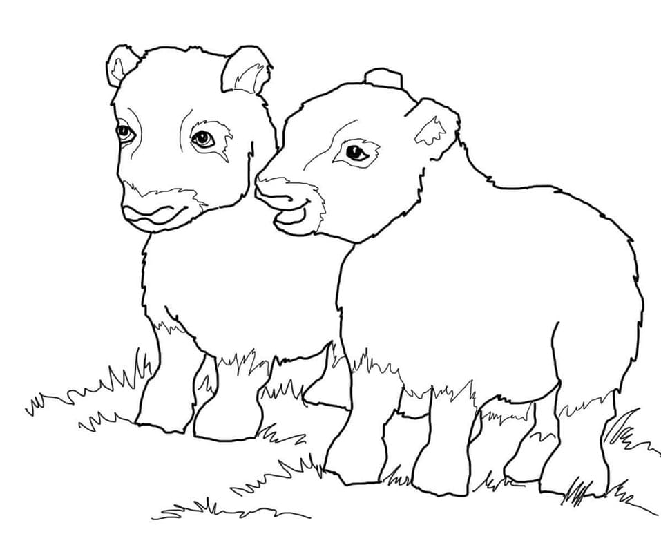 Musk Ox Babies Coloring Page