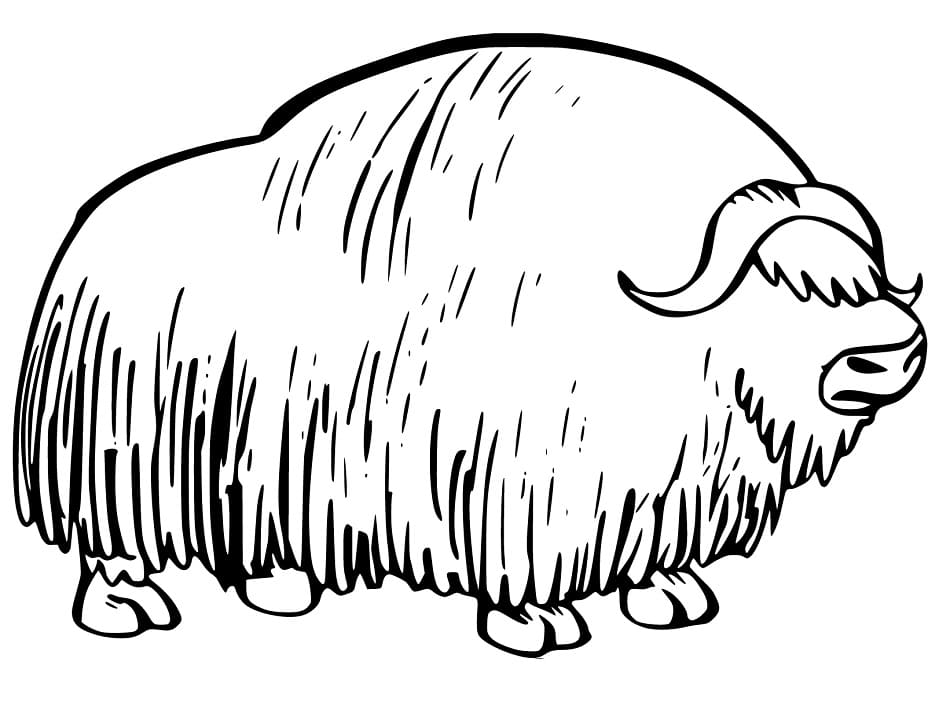 Musk Ox Printable Coloring Page