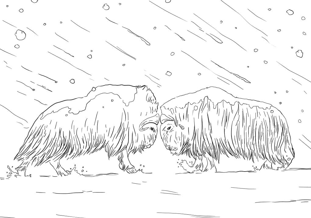 Musk Oxen Fighting Coloring Page
