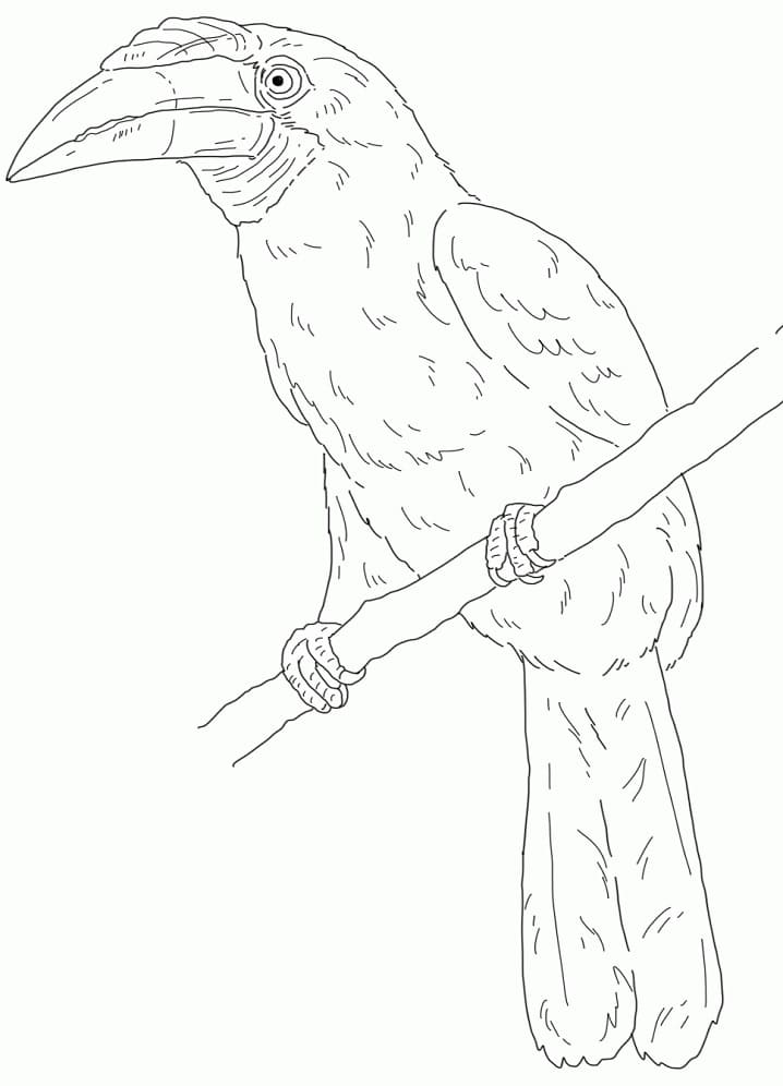 Narcondam Hornbill