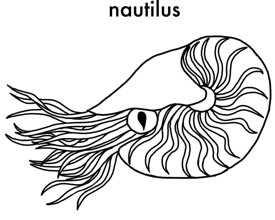 Nautilus 3