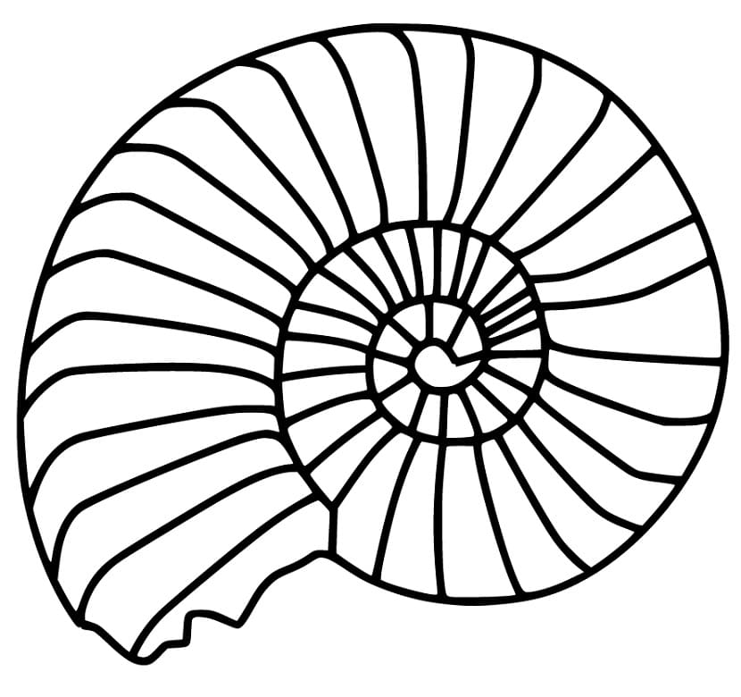 Nautilus Shell 1