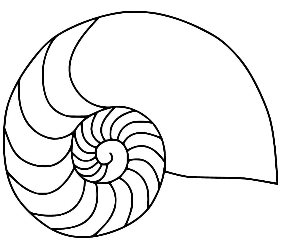 Nautilus Shell 3