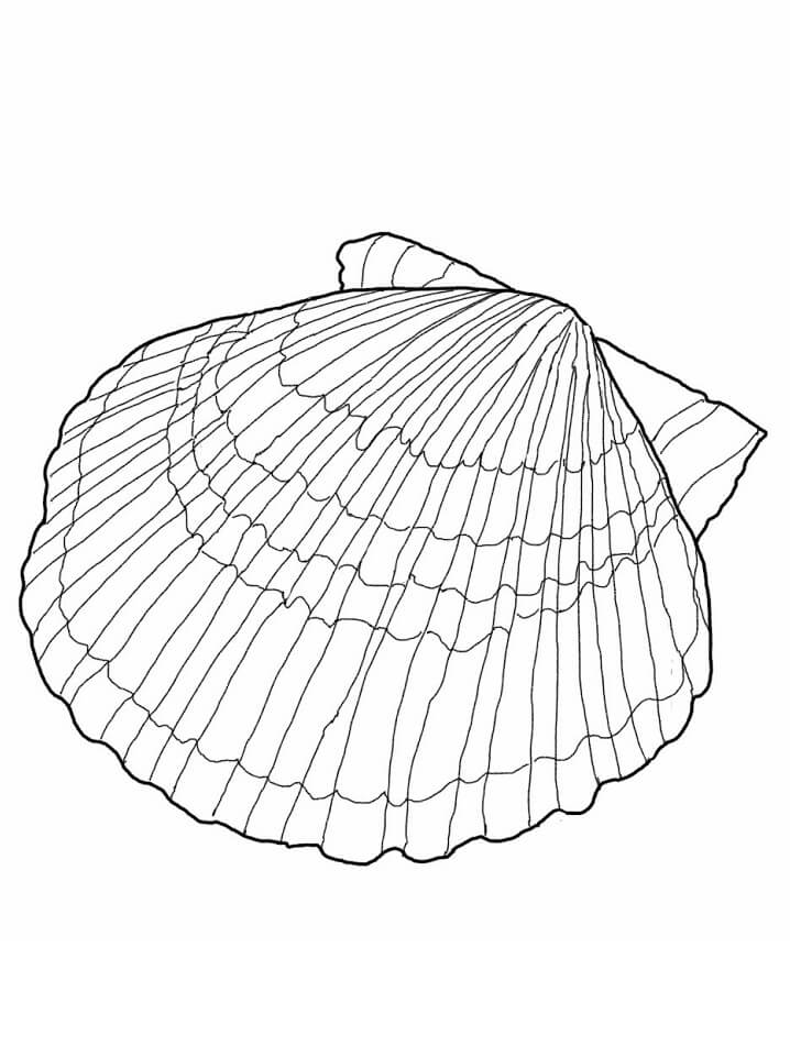 Nice Seashell