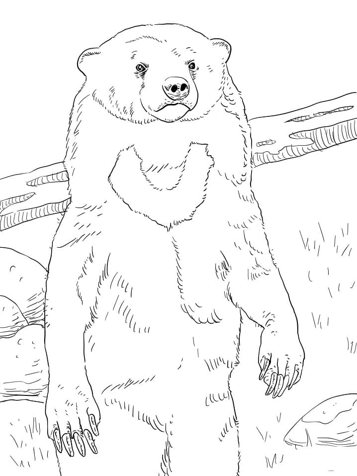 Nomal Sun Bear Coloring Page