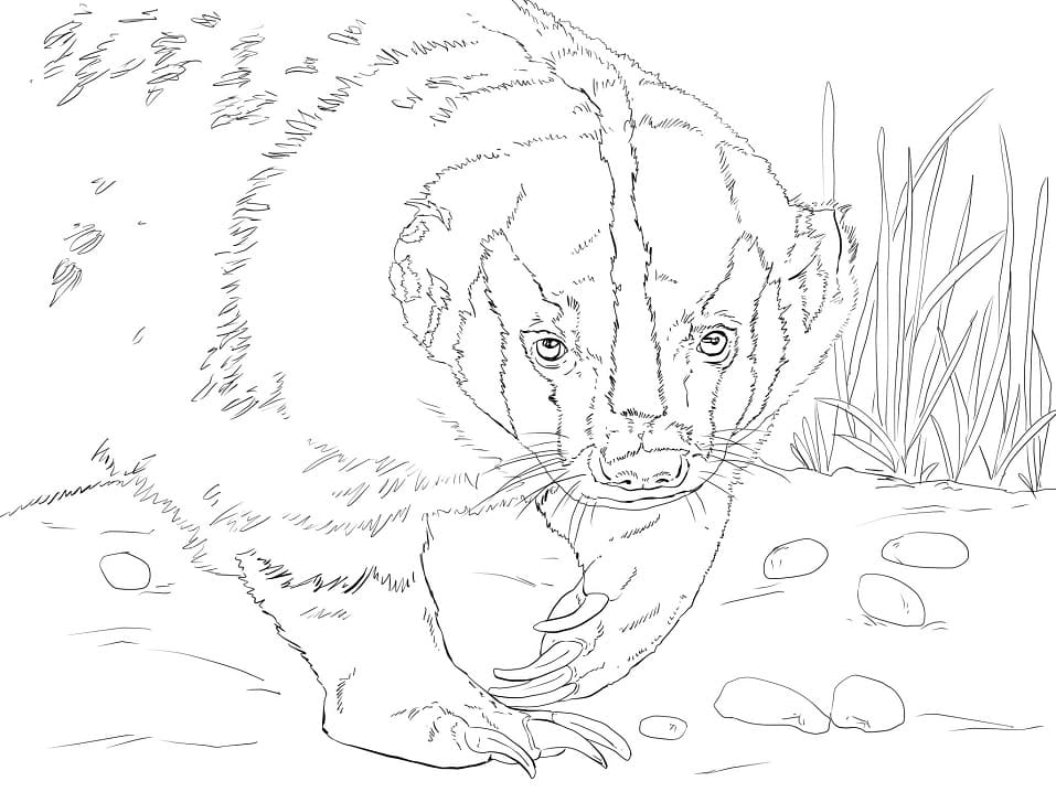 Normal American Badger Coloring Page