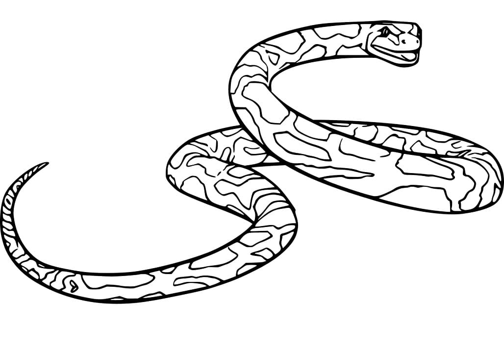 Normal Anaconda