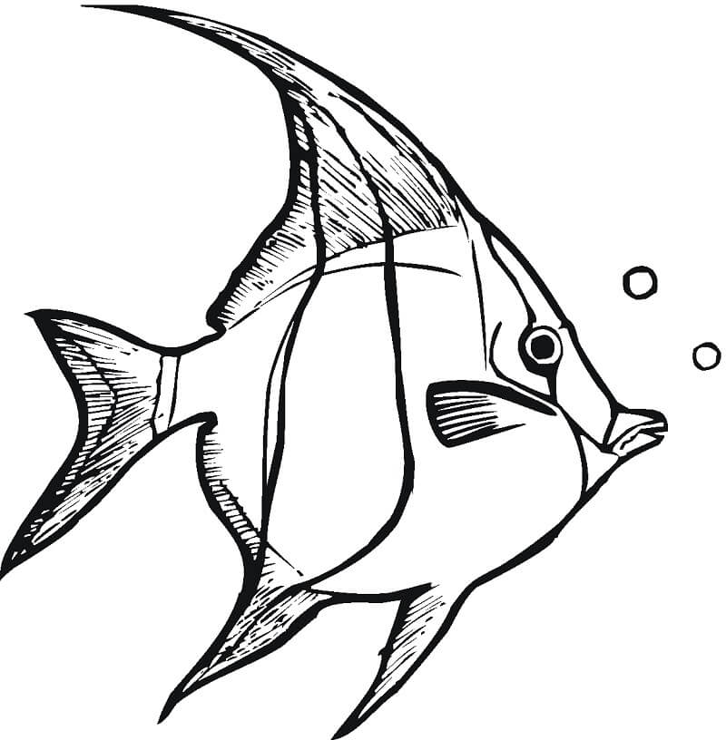 Normal Angelfish Coloring Page