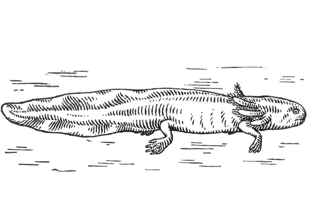 Normal Axolotl