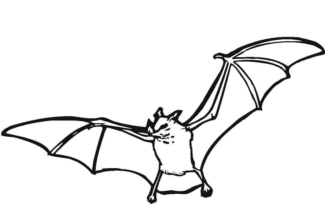 Normal Bat Coloring Page